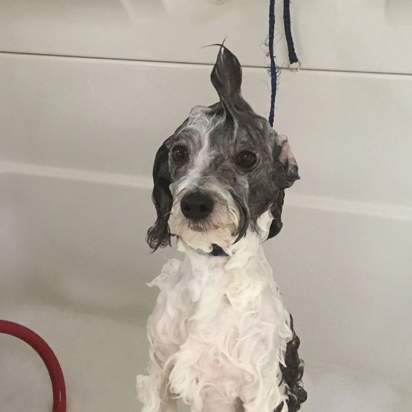 Pets of Sugarland